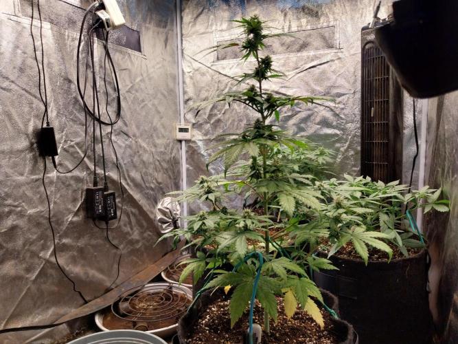mimosa auto. Week 6