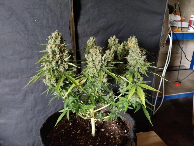 palle indrome. Week 15 - 15/07 