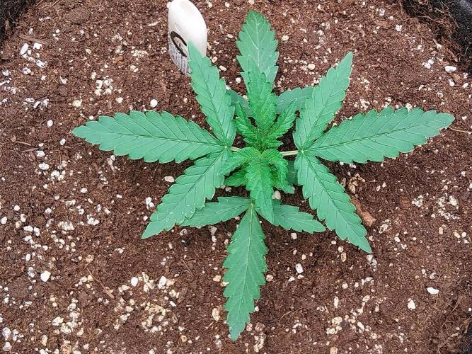 Guava Auto RF3. Week 2