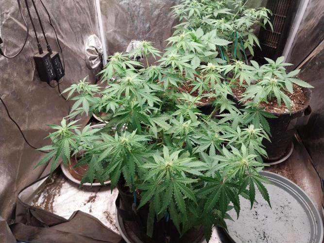 Clairette Deudihoui. Week 5