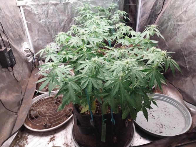 Clairette Deudihoui. Week 5