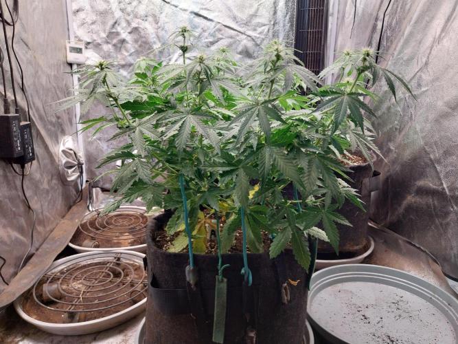 Clairette Deudihoui. Week 5