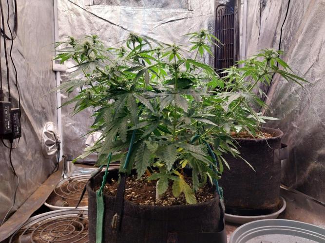 White Widow Auto. Week 5