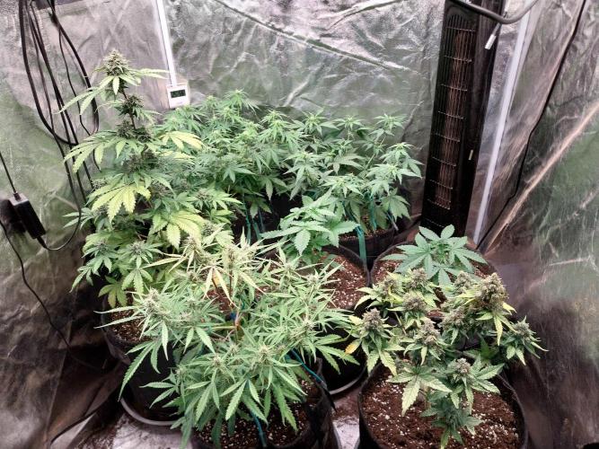 Frozen Face Auto. Week 5