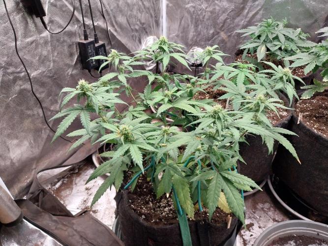 Padess Geullasse. Week 6 - 26/07