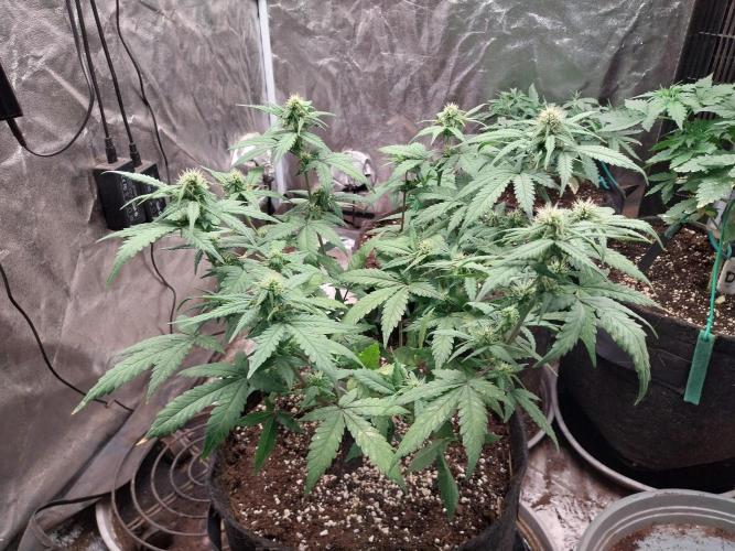 Padess Geullasse. Week 6 - 28/07