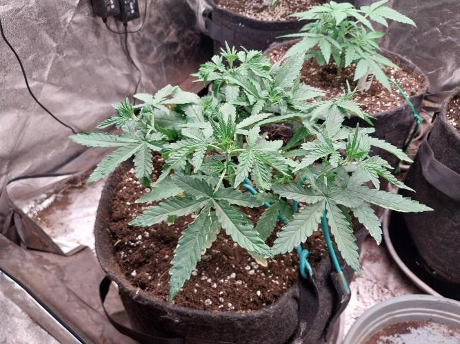 Graucult. Week 4 - 28/07