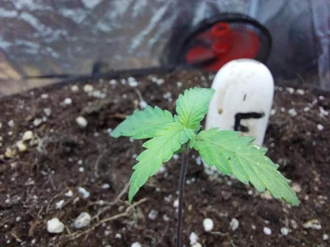 Purple Lemonade Auto. Week 1