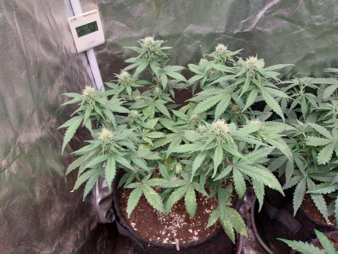 Padess Geullasse. Week 7 - 02/08