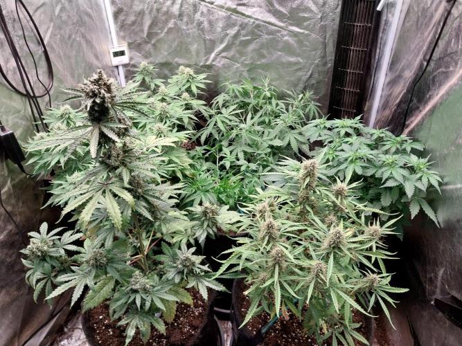 Frozen Face Auto. Week 7