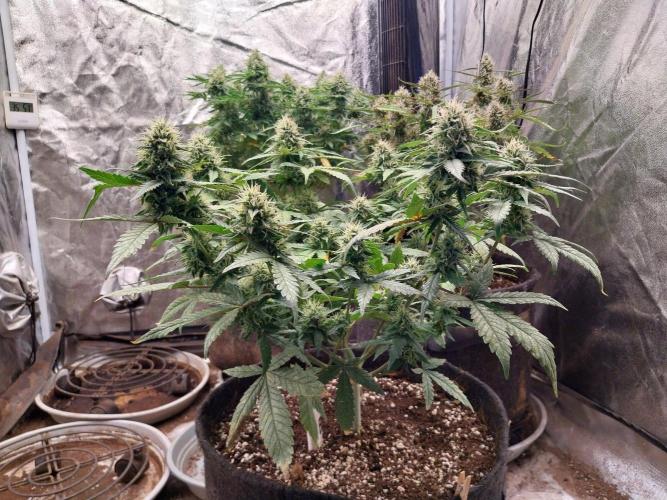 Padess Geullasse. Week 8 - 11/08 