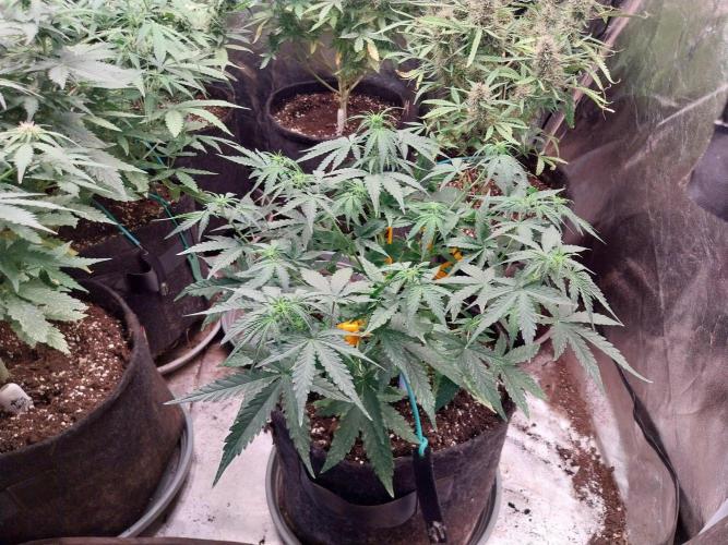 Bouljaune. Week 5 - 11/08