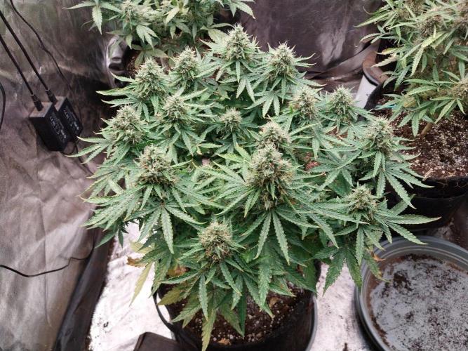 Clairette Deudihoui. Week 9 - 15/08