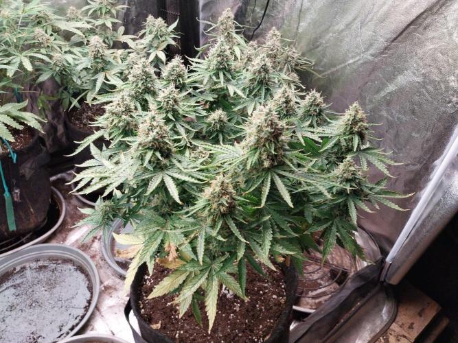 Clairette Deudihoui. Week 9 - 17/08 