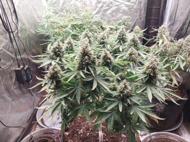 Clairette Deudihoui. Week 9 - 17/08 