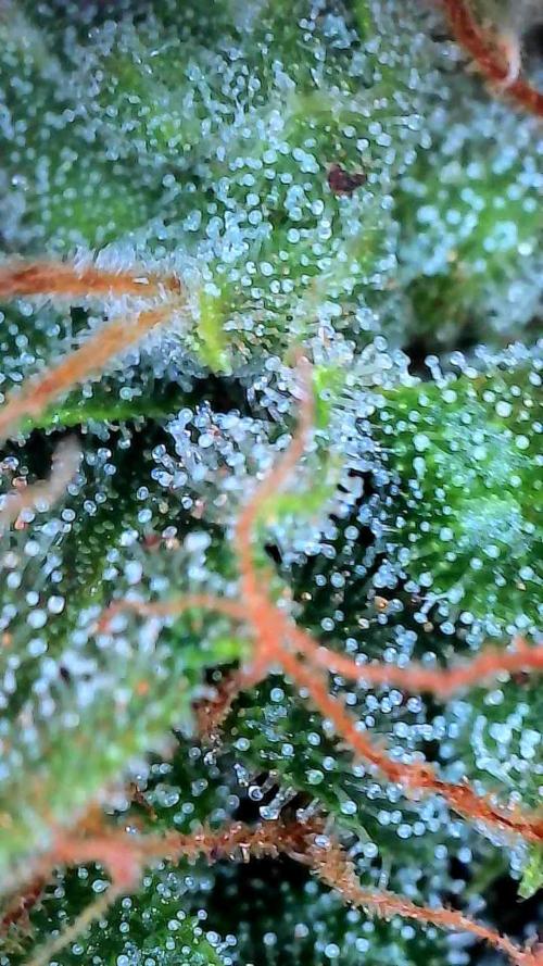 Clairette Deudihoui. Week 9 - 17/08 