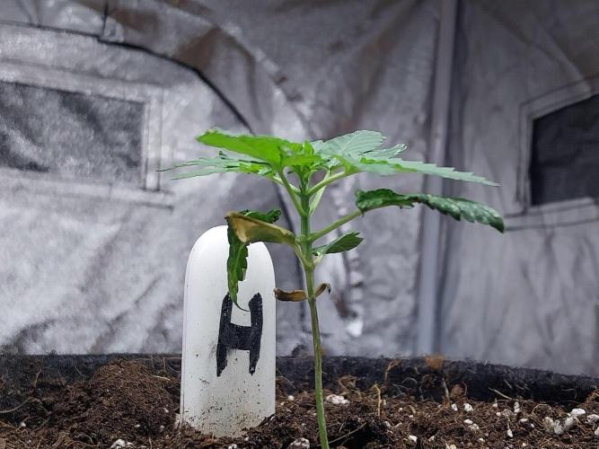 Cherry Zoap Auto. Week 2
