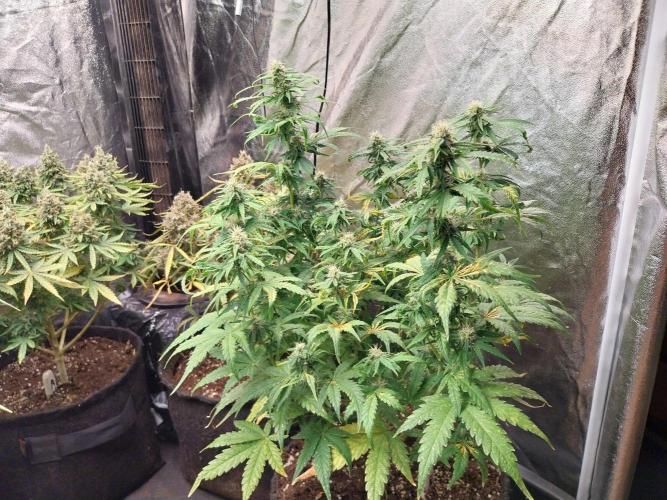 Bouljaune. Week 8 - 30/08
