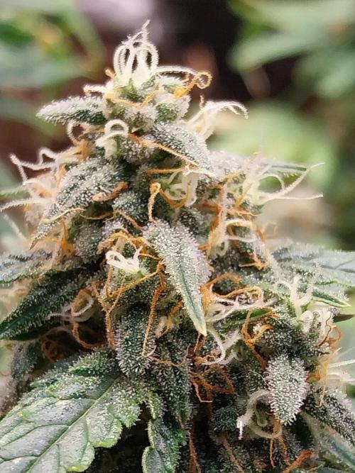 Bouljaune. Week 9 - 11/09