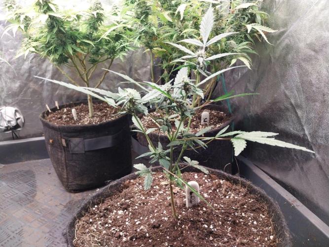 Purple Lemonade Auto. Week 7