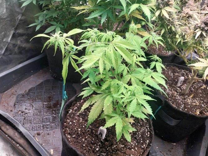 Pistachio Churro Auto. Week 7