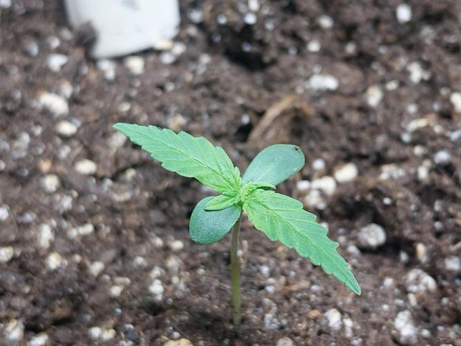 mint alize. Week 0 - 24/10