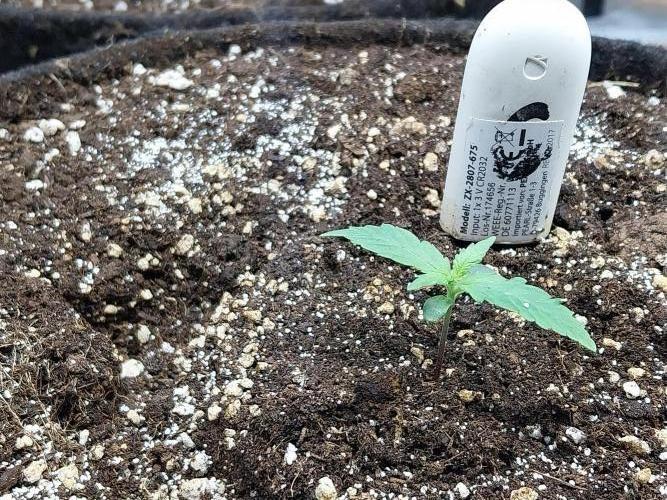 Quoitesqueu. Week 2 - 21/11