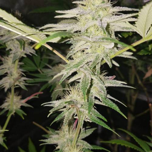 Ocean Grown Seeds Run #2. Week 3 - Molten Core 