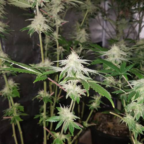 Ocean Grown Seeds Run #2. Week 3