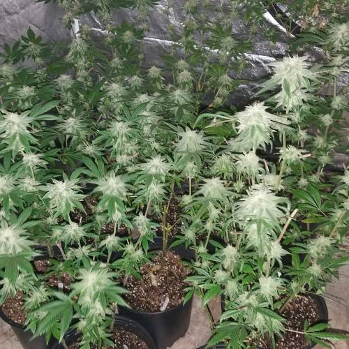 Ocean Grown Seeds Run #2. Week 3 - After Defoliation (April 6th)