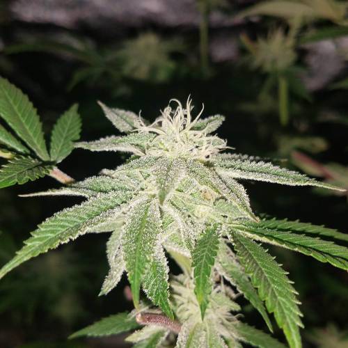 Ocean Grown Seeds Run #2. Week 3