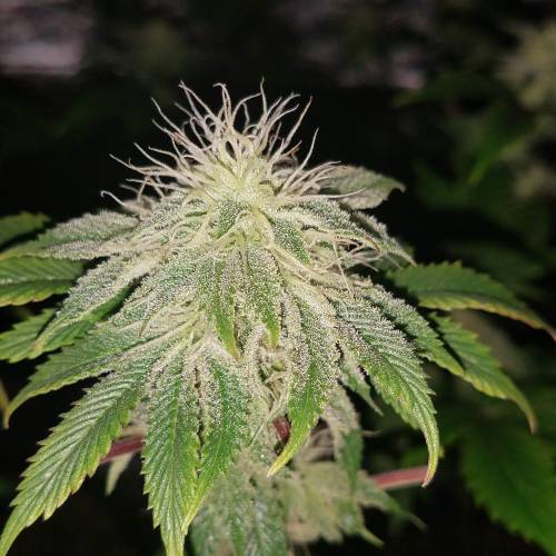 Ocean Grown Seeds Run #2. Week 3 - Alien Rift (indica dom) 