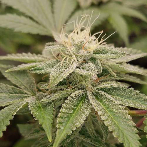 Ocean Grown Seeds Run #2. Week 4 - Malibrew