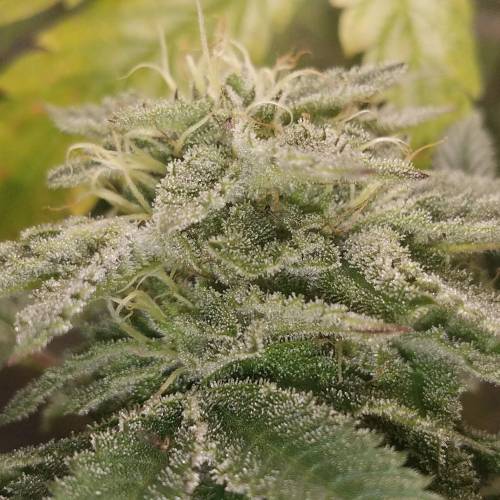 Ocean Grown Seeds Run #2. Week 4 - Challenger Deep 