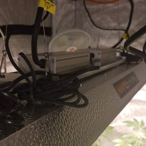 Ocean Grown Seeds Run #2. Week 4 - New Mars Hydro lighting 