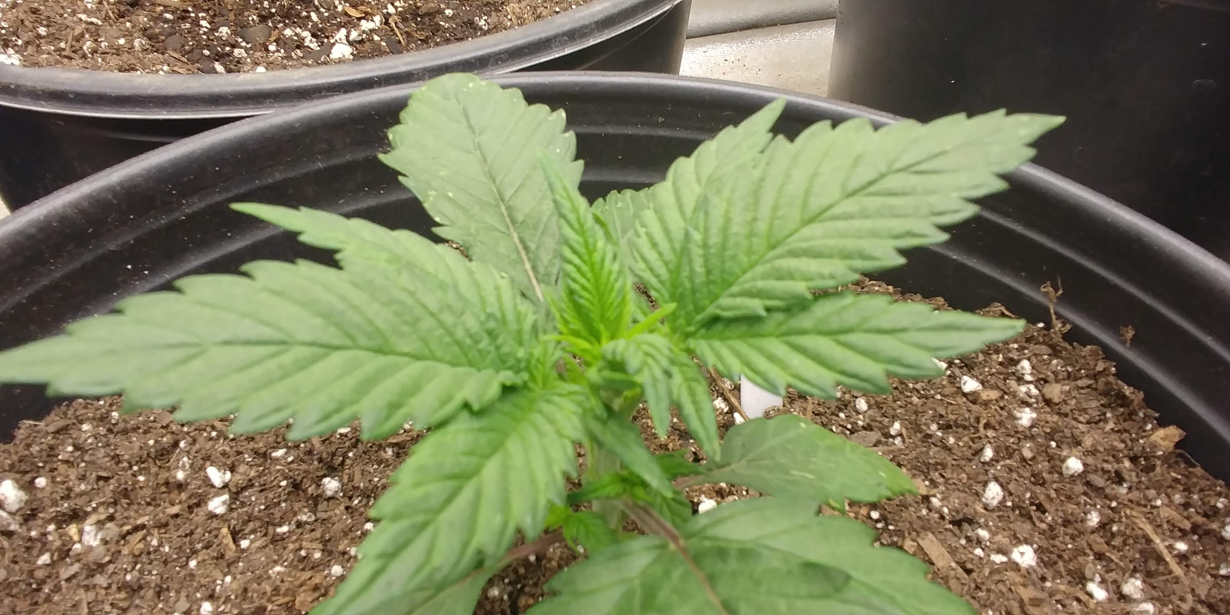 Fast Buds Strawberry Pie Auto grow diary (journal) week3 by iMeus