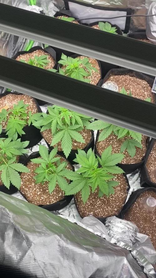 Gorilla Cookies 4x4