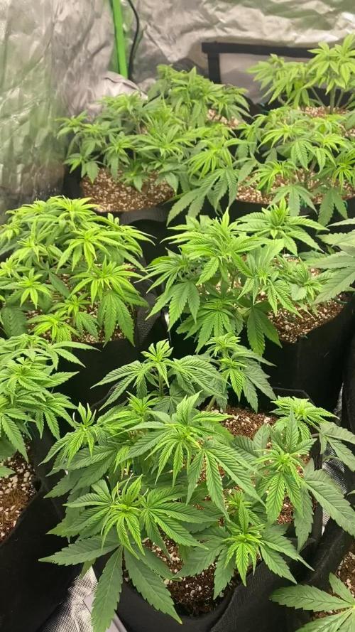 Gorilla Cookies 4x4