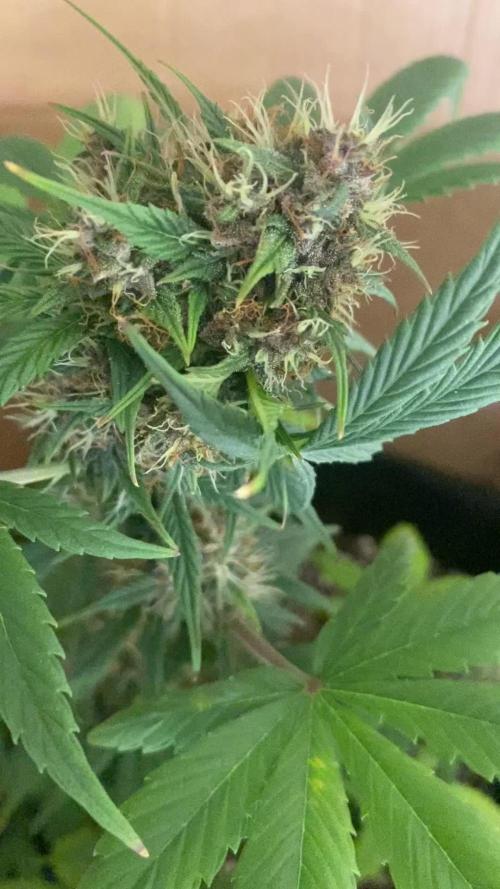 Lemon cherry cookies x2
