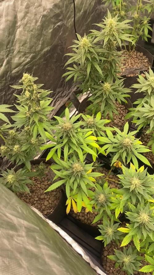 4x4 multi strain