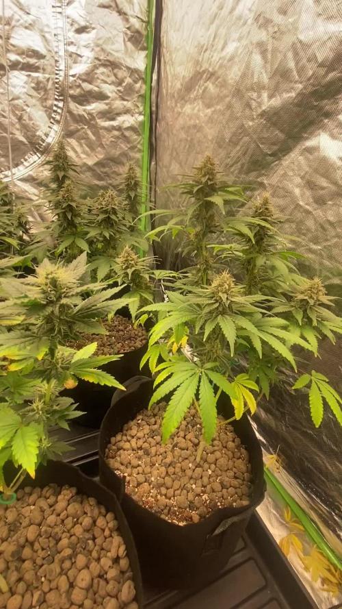 4x4 multi strain