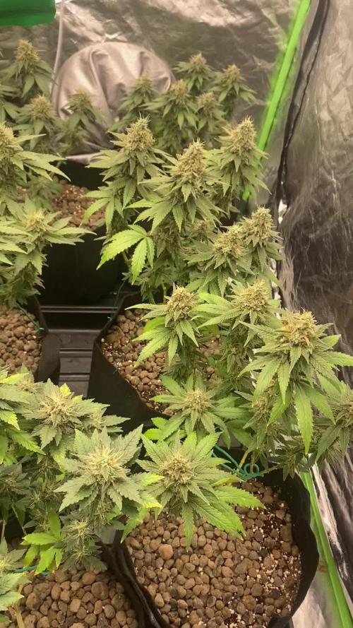 4x4 multi strain