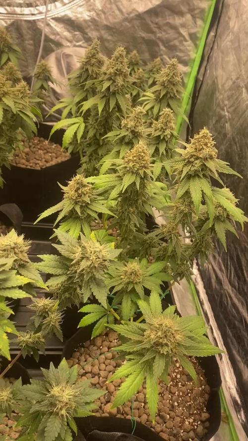 4x4 multi strain