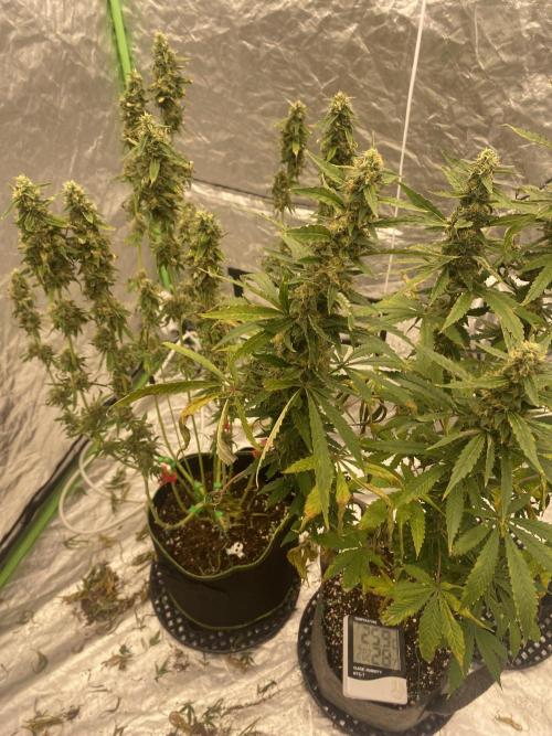 Gorilla cookies s1. Week 8