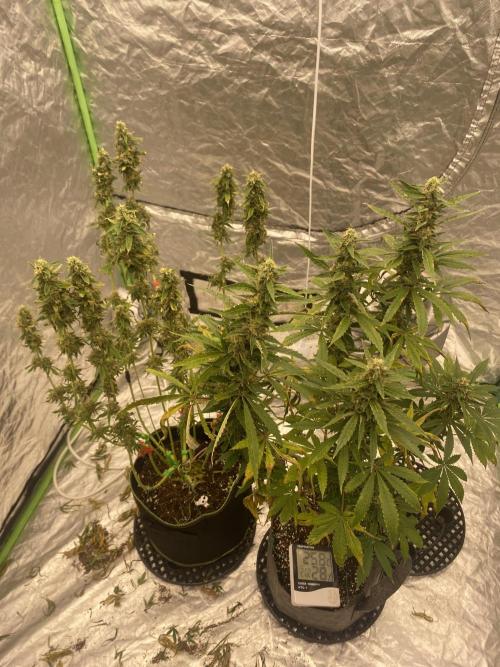 Gorilla cookies s1. Week 8