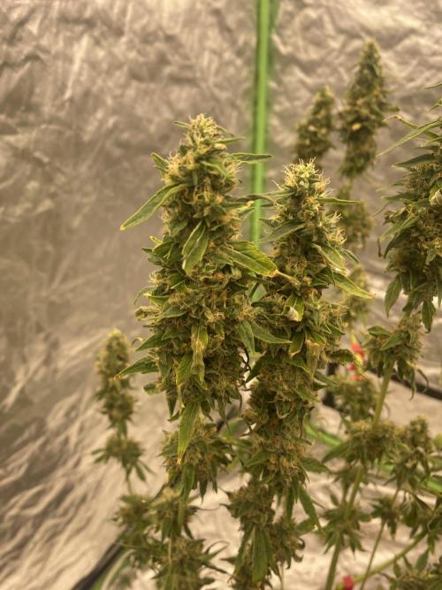 Gorilla cookies s1. Week 8