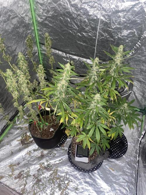 Gorilla cookies s1. Week 8