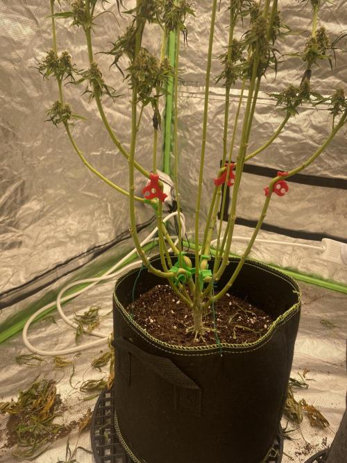 Gorilla cookies s1. Week 8