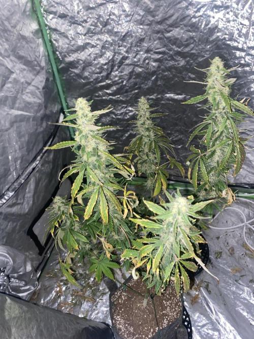 Gorilla cookies s1. Week 9