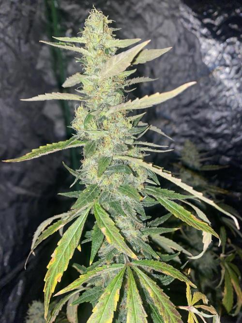 Gorilla cookies s1. Week 9